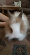 8týdenní zakrslí králíčci