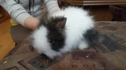 8týdenní zakrslí králíčci