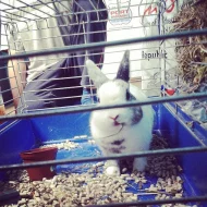 Nabízím zakrslé králíčky