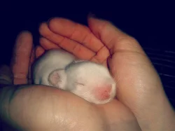 Nabízím zakrslé králíčky