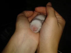 Nabízím zakrslé králíčky