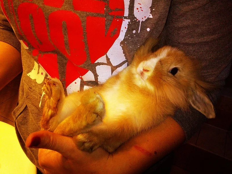 Nabízím zakrslé králíčky