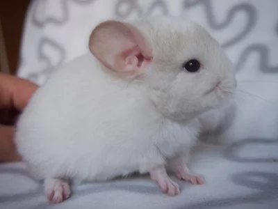 Sameček white tan pos. avc