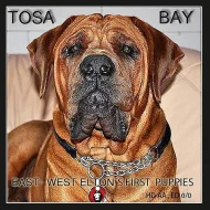 Tosa inu