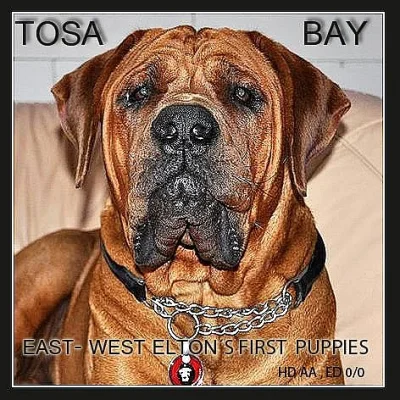 Tosa inu