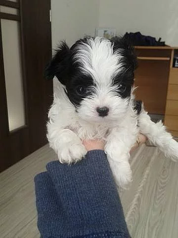 Boloňský barevný psík - nabídka