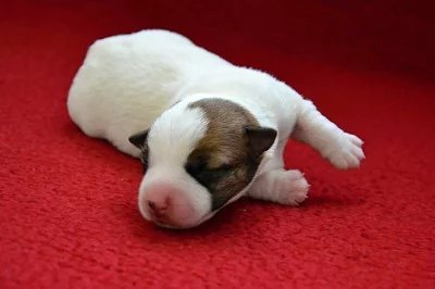 Jack Russell Teriér - štěňátka