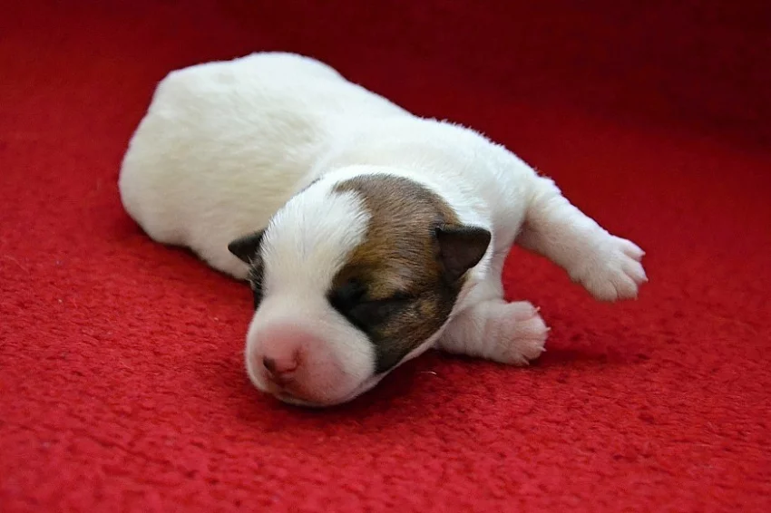 Jack Russell Teriér - štěňátka