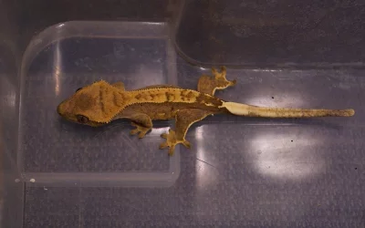 Pagekon řasnatý (Rhacodactylus ciliatus) - mláďata