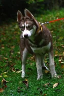 Sibiřský Husky