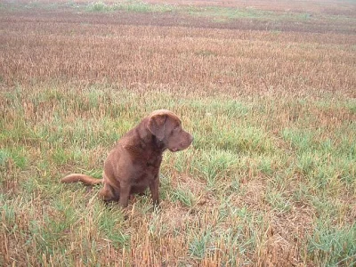 Labrador ke krytí
