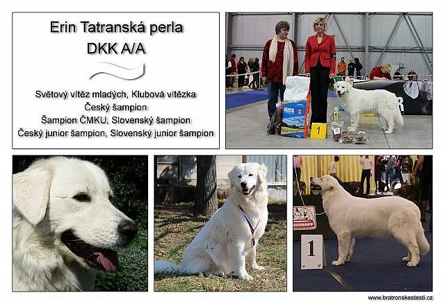 Slovenský čuvač - štěňátka s PP