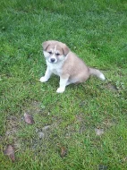 Akita-Inu nádherná fenka