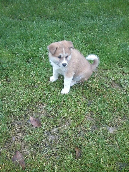 Akita-Inu nádherná fenka