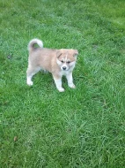Akita-Inu nádherná fenka