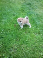 Akita-Inu nádherná fenka