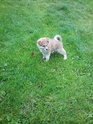 Akita-Inu nádherná fenka