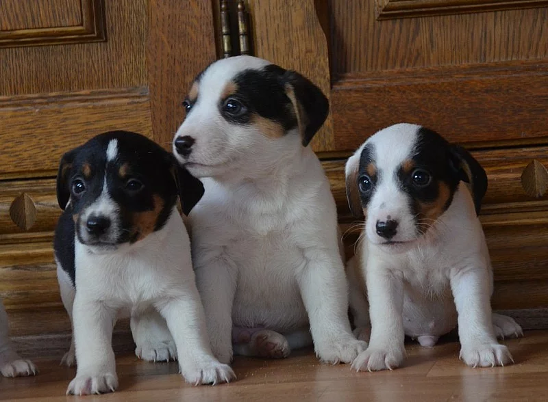 jack russell terier