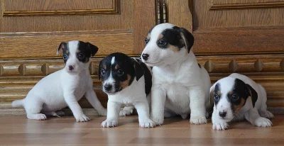 jack russell terier