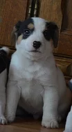 jack russell terier