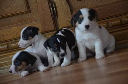jack russell terier