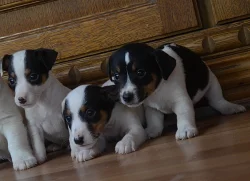 jack russell terier