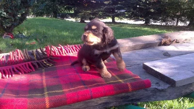 Štěňata amerického kokršpaněla s labradorem
