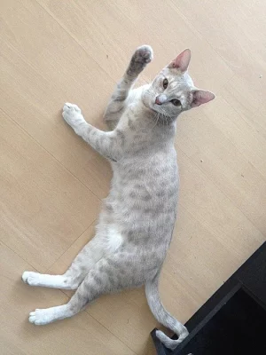 Prodám kočku ocicat Carrie