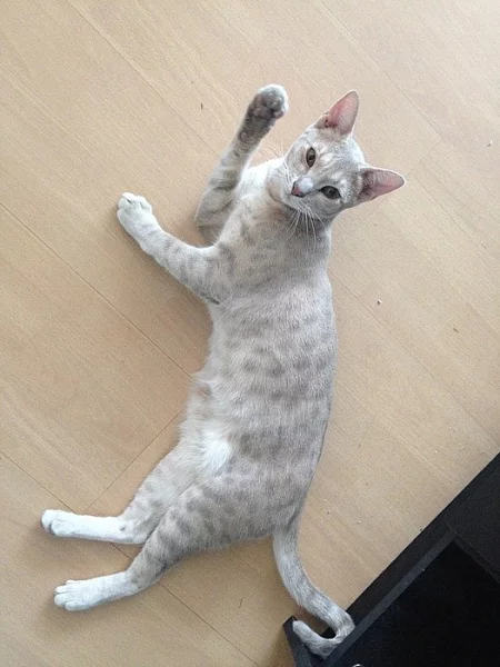Prodám kočku ocicat Carrie