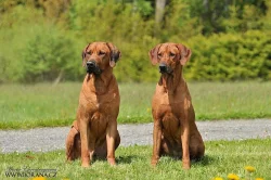 Štěňátka Rhodéského ridgebacka
