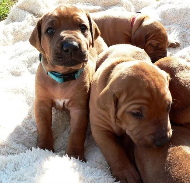 Štěňátka Rhodéského ridgebacka