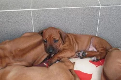 Štěňátka Rhodéského ridgebacka