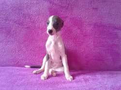 Whippet - štěňátka s PP