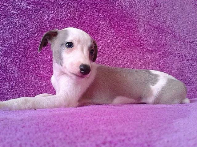 Whippet - štěňátka s PP