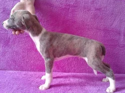 Whippet - štěňátka s PP