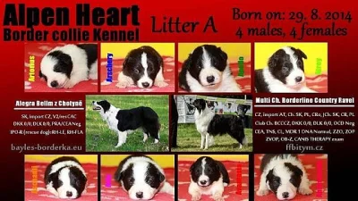 Border collie s PP