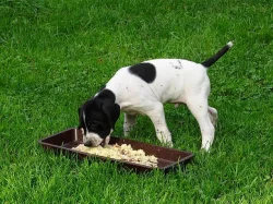 Pointer štěňata