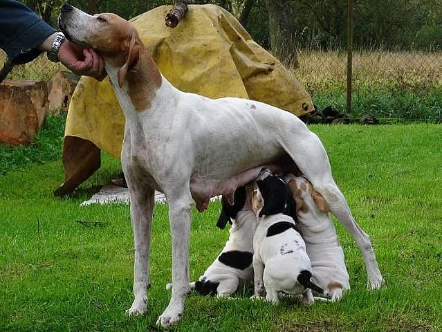 Pointer štěňata
