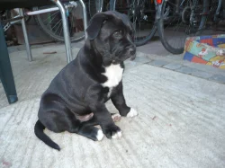 Štěňata: Americký pitbullteriér - Australský ovčák