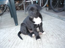Štěňata: Americký pitbullteriér - Australský ovčák