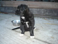Štěňata: Americký pitbullteriér - Australský ovčák