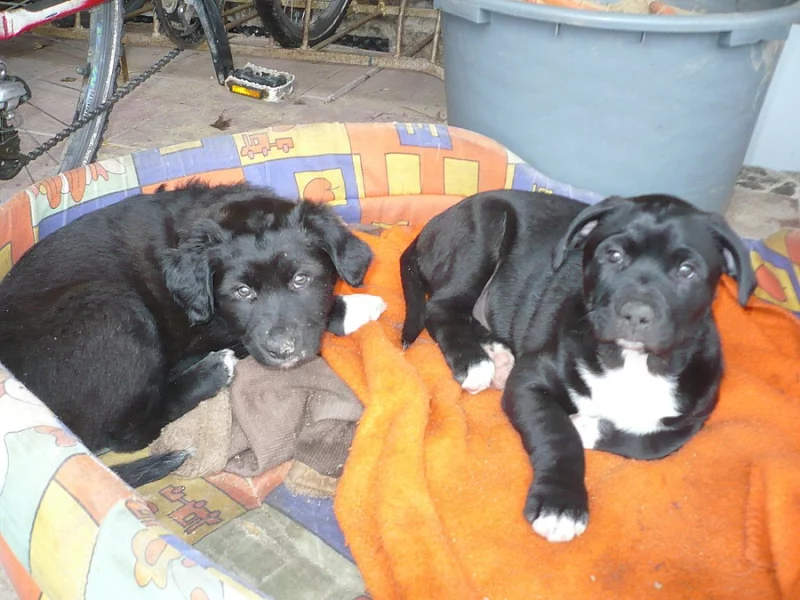 Štěňata: Americký pitbullteriér - Australský ovčák