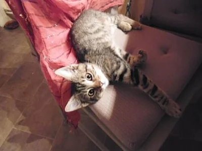 MURIĆKA HLEDÁ DOMOV