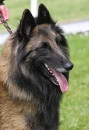 Belgický ovčák Tervueren štěňata s PP