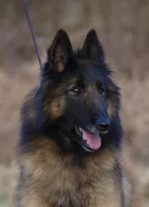 Belgický ovčák Tervueren štěňata s PP