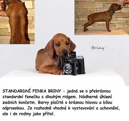 Rhodéský ridgeback - štěňata s PP ihned k odběru