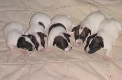 Jack Russel terier