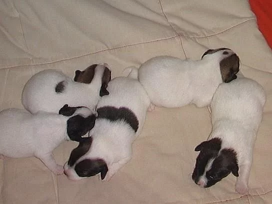 Jack Russel terier