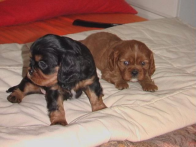 Kavalír King Charles španěl