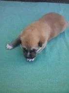 Akita-Inu nádherná fenečka
